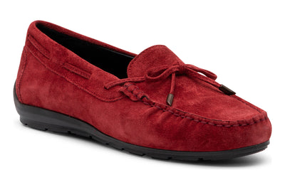 ara Amarillo in Chili - side view